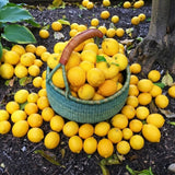 Lemon Tree Live Plant, Container Citrus Tree Plant, 2 Ft Tall, 1 Gallon Pot