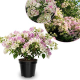 Set 2 White Pink Bougainvillea Live Plant 5-7 Inch Tall