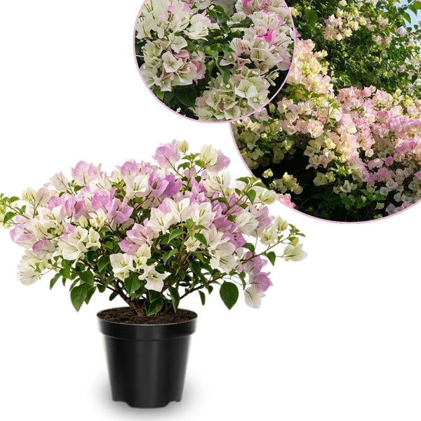 Set 2 White Pink Bougainvillea Live Plant 5-7 Inch Tall