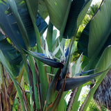 Set 3 White Bird of Paradise Live Plant 4-7 Inch Tall