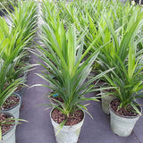 Pandan Live Plant, Well-Rooted Herb Plant, 4-8 Inch Tall