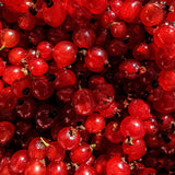 3 Red Currant Plants Live, Plugs Size for Planting Outdoor, 3-5" Fast-Growing Currant Bush for Spring Growing, No Pot