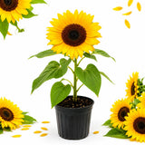 Orange Live Sunflower Plant, Well-Rooted Flower Plant, 3-5 Inch Tall
