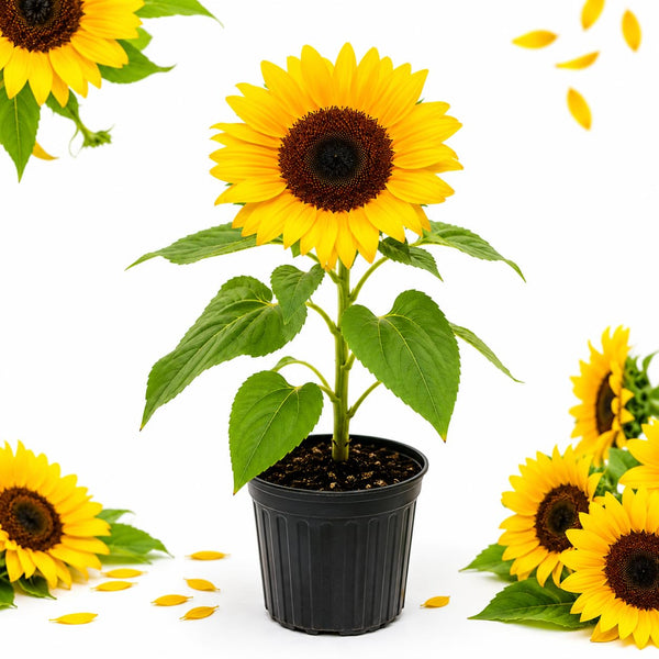 Orange Live Sunflower Plant, Well-Rooted Flower Plant, 3-5 Inch Tall