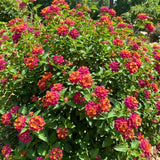 2 Pink Rose Lantana Live Plants, Outdoor Garden Plant, 4-7 Inch Tall