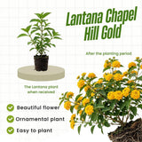 2 Gold Live Lantana Plants, Outdoor Garden Plant, 4-7 Inch Tall