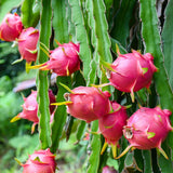 3 White Dragon Fruit Plants Live, Fast Growing Fruit Cactus, 3-6 Inch Tall