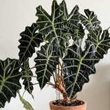 Green Alocasia Live Plant, Outdoor Garden Plant, 2-4 Inch Tall