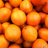 Red Navel Orange Plant Live, Air-Layered Orange Bush Citrus, 1-2 Ft Tall