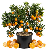 Sweet Clementine Mandarin Tree Plant Live, Starter Plant, 1 Gallon Pot