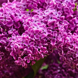 Purple Lilac Tree Live Plant, Fragrant Bloom Bush, 4 Inch Pot