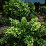 3 Night Blooming Jasmine Vine Live Plants, Flowering Shrub, 4-6 Inch Tall