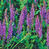 4 Purple Salvia Sage Bushes Live Plants, Bloom Plant, 4-6 Inch Tall