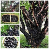 Jaboticaba Tree Live Plant, Outdoor Garden Fruit Tree, 1 Ft Tall