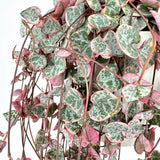 2 Variegated String of Hearts Live Plants, 4-6 Inch Tall, 2 Inch Pot