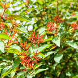 3 Hamelia Firefly Plant Live, Hamelia Live Plant, 4-6 Inch Tall
