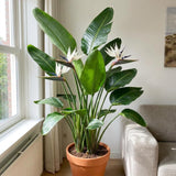 2 White Bird Live Plants, Tropical Plant, 4-6 Inch Tall