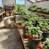 2 Red Strawberry Live Plants, Outdoor Garden Berry Plant, 4-6 Inch Tall