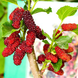 2 Red Mulberry Tree Live Plant, Edible Fruit, 6-8" Tall