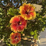 Pack 2 Red Yellow Hibiscus Plant Live 5 to 7 Inc Tall
