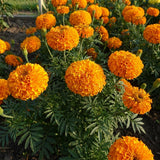 Orange African Marigold Plant Live, 5-7 Inch Tall, 4 Inch Pot