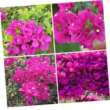 Pink Bougainvillea Plant Live, Tropical Vine, 6-8 Inch Tall, 4 Inch Pot