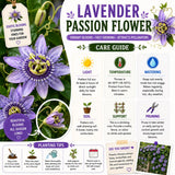 2 Lavender Passion Flower Plants, Passiflora Flower Plant, 4-6 Inch Tall