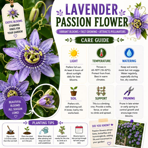 2 Lavender Passion Flower Plants, Passiflora Flower Plant, 4-6 Inch Tall
