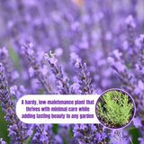 2 Phenominal Lavender Plants Live, Starter Plant, 4-7 Inch Tall