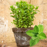 2 Peppermint Plants Live, Fragrant Culinary Herb, 4-5 Inch Tall