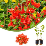 2 Red Orange Bougainvillea Live Plants, Indoor Outdoor Plant, 5-7 Inch Tall