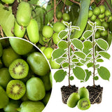 Hardy Kiwi Live Plant, Fruit Vine Plant, 4-6 Inch Tall
