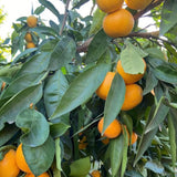 Live Satsuma Mandarin Citrus Tree, Orange Fruit, 1-2 Ft Tall, Gallon Pot