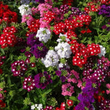 4 Mix Verbena Plants Live 4-7 Inch Tall