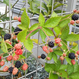 2 Osage Black Berry Plants, Blackberries Bush, 4-6 Inch Tall