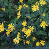 2 Lb Live Jerusalem Artichoke Tubers, Home Garden Plant
