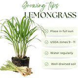 5 Live Lemongrass Plants, Home Garden Plant, 4-6 Inch Tall