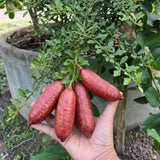 Pink Finger Lime Tree Live Plant, Citrus Plant, 1-2 Ft Tall, 3 Gallon Pot