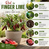 Red Finger Lime Tree Plant Live, 1-2 Ft Tall, 1 Gallon Pot