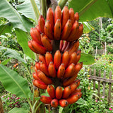 Red Banana Plant, 4-6 Inch Tall Tropical Banana Tree