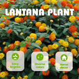 Set 2 Bright Orange Lantana Live Plant 4-6 Inches Tall
