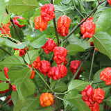 Carolina Reaper Pepper Chili Live Plant, 4-7 Inch Tall, 4 Inch Pot