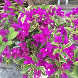 Set 2 Blueberry Ice Bougainvillea Live Plant 5-7 Inch Tall