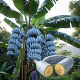 Ice Cream Banana Live Plant, Hardy Garden Plant, 4-6 Inch Tall