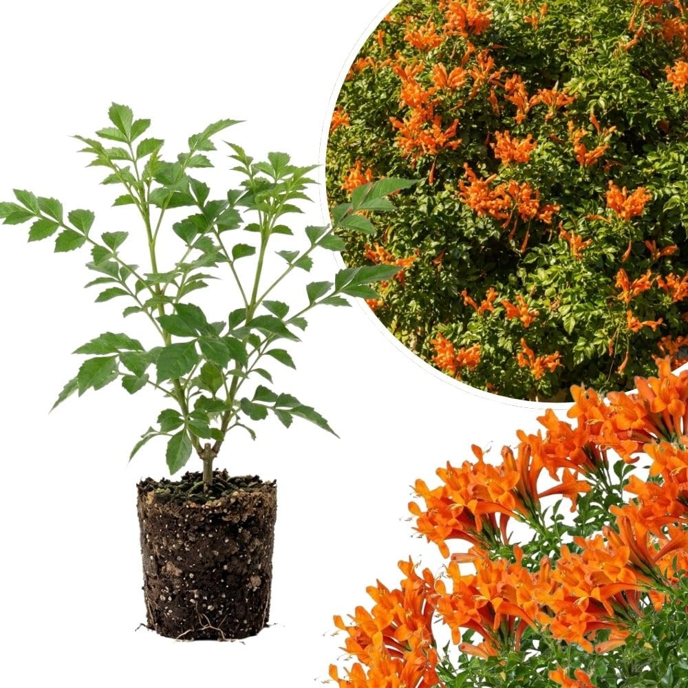 Live Orange Honeysuckle Plant, 6-10 InchTall