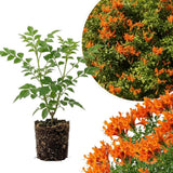Live Orange Honeysuckle Plant, 6-10 InchTall