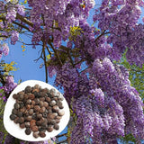 10 Purple Wisteria Seeds Climbing Flower Plant for Garden Yard and Outdoor Space