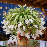 White Holiday Cactus Plant Live, Easy Care Houseplant, 5-9 Inch Tall