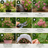 2 Pink Lemonade Blueberry Live Plant, Backyard Berry Bush, 4-6 Inch Tall