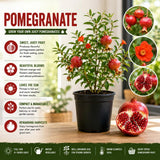 Pomegranate Live Plant, Pomegranate Tree, 8-10 Inch Tall, 4 Inch Pot